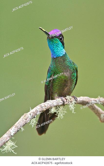 Magnificent Hummingbird Eugenes fulgens perched on a branch in Costa Rica