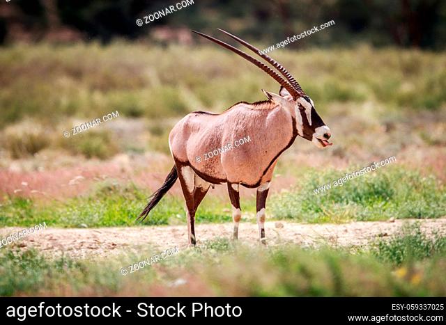 Side profile of a Gemsbok in the Kgalagadi Transfrontier Park, South Africa