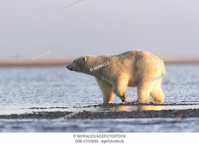 United States, Alaska, Arctic National Wildlife Refuge, Kaktovik, Polar Bear( Ursus maritimus ), walking along a barrier island outside Kaktovik, Alaska