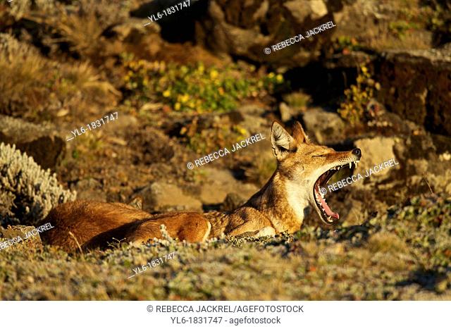 Ethiopian wolf yawning