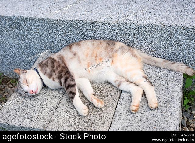 young gray cat sleep on the ground
