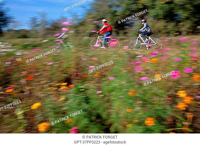 CYCLISTS IN FRONT OF A FLOWERING FIELD OF FALLOW LAND, THE 'LOIRE A VELO' CYCLING ITINERARY, THE GRAND MOULIN NEAR TOURS, INDRE-ET-LOIRE 37, FRANCE