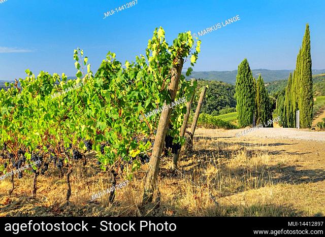 Vineyards near Radda in Chianti, Chianti, Province of Firenze, Tuscany, Italy