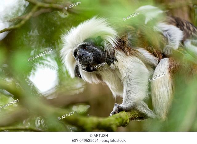 Cotton top Tamarin family. Female with baby on a tree branch