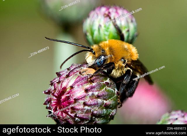 Colorful Bee working on a thistle flower