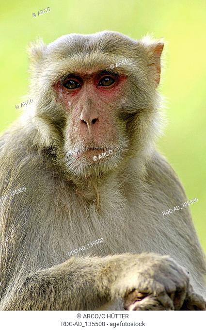 Rhesus Monkey male Keoladeo Ghana national park Rajasthan India Macaca mulatta Rhesus Macaque