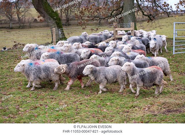 Domestic Sheep, Herdwick ewes, flock walking through gateway in pasture, Lake District N.P., Cumbria, England, November