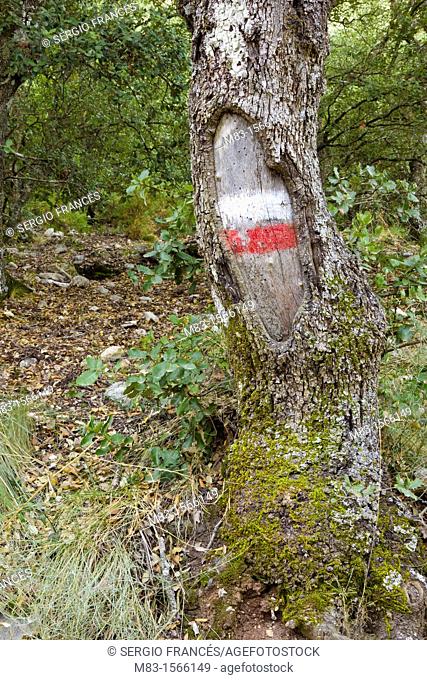 GR sign in a tree in La Font Roja