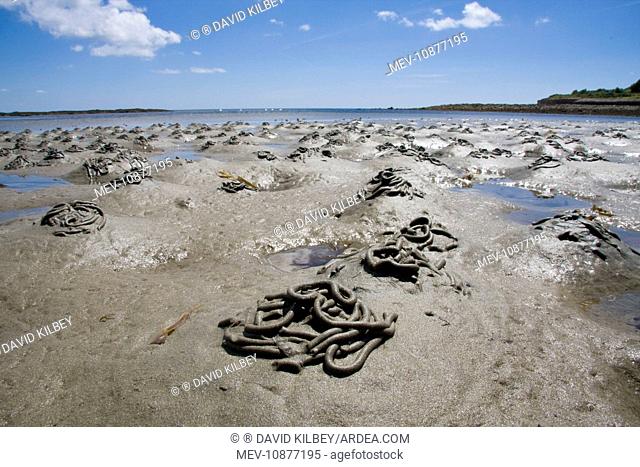 Lugworm - casts on a beach (Arenicola marina). St Michael's Mount, Cornwall, UK