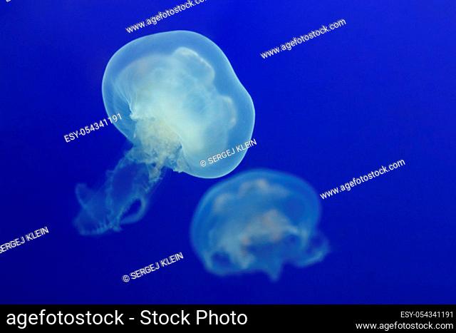 Two white jellyfish float in the blue water