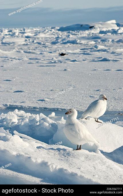 A pair of white snowy plover in winter Antarctic