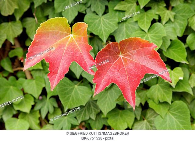 Boston ivy (Parthenocissus tricuspidata) and ivy, Lower Saxony, Germany