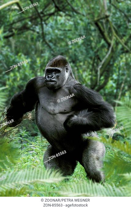 Western Gorilla, male, silverback  /  (Gorilla gorilla gorilla)  /  Westlicher Flachlandgorilla, maennlich, Silberruecken