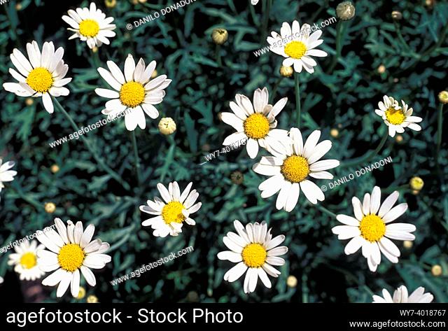 daisy flowers, alzano lombardo, italy