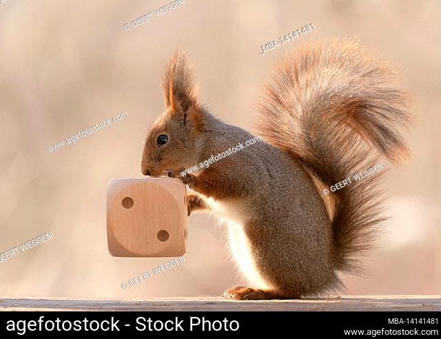 red squirrel with an big dice with number two