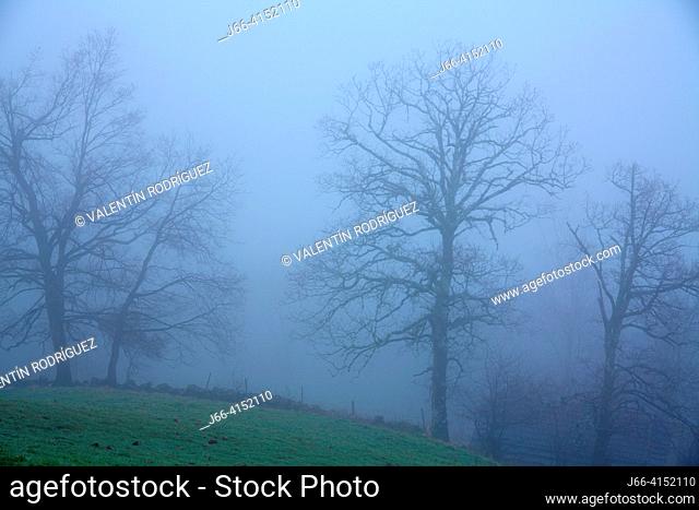 Landscape with fog in the valle of Miera in the Valles Pasiegos region. Cantabria