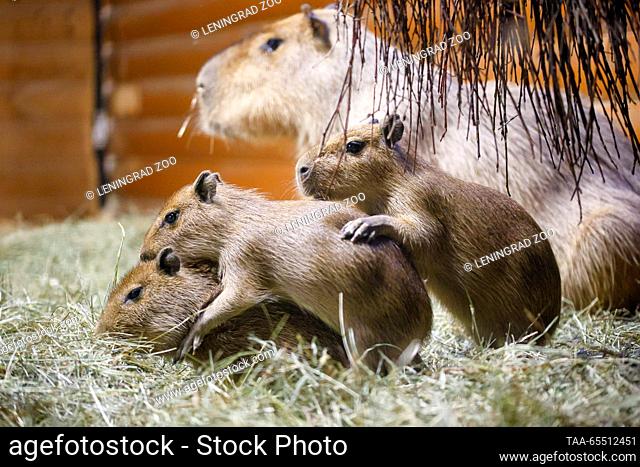 RUSSIA, ST PETERSBURG - NOVEMBER 1, 2023: Capybara pups are seen at the Leningrad Zoo. On September 25, 2023, a capybara couple, Yermak and Kaisa