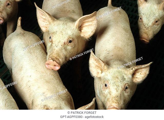 BATTERY PIG FARM, LAMBALLE, BRITTANY