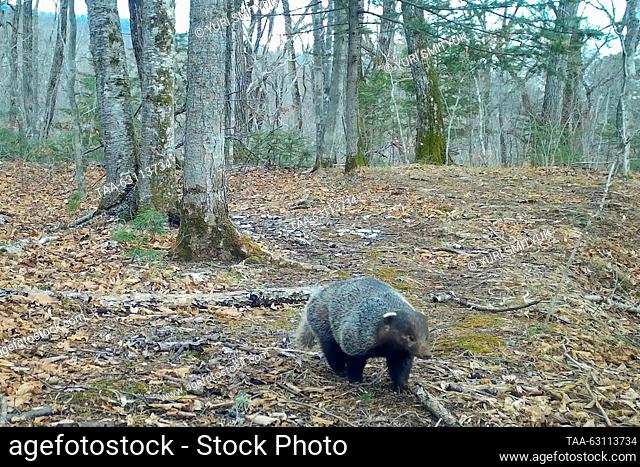 RUSSIA, PRIMORYE REGION - OCTOBER 7, 2023: A badger is seen at the Sikhote-Alin Nature Reserve on the Russian Pacific coast. Video grab