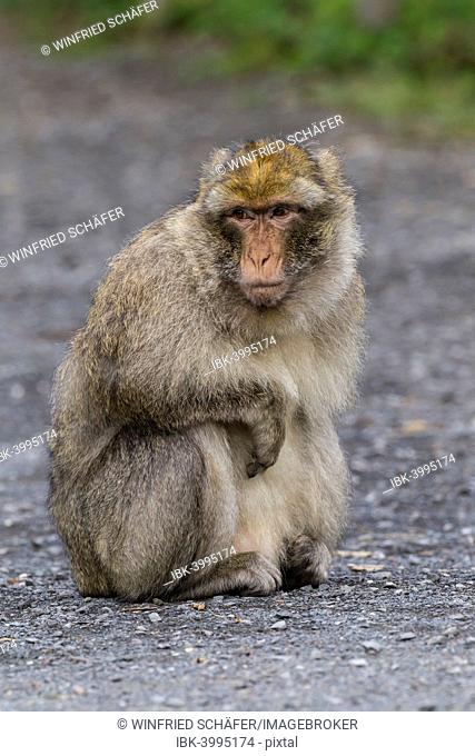 Barbary Macaque (Macaca sylvanus), adult, captive, Rhineland-Palatinate, Germany
