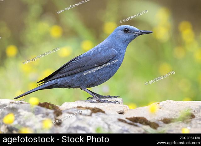 Blue Rock Thrush (Monticola solitarius), side view of an adult male standing on a rock, Campania, Italy