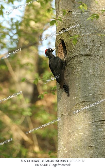 Black Woodpecker (Dryocopus martius) at nesting hole