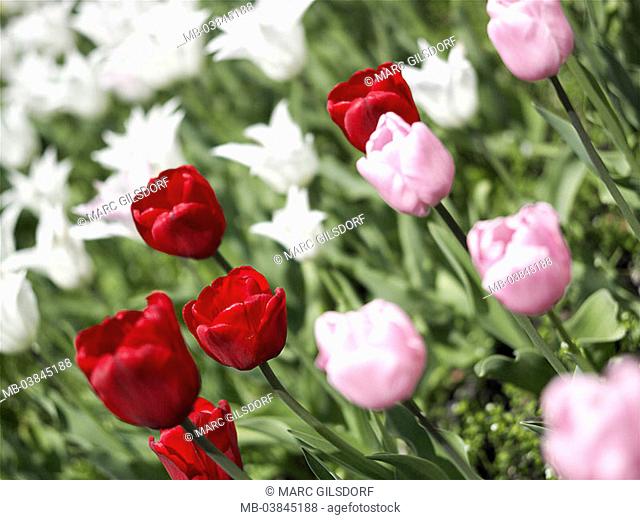 Flower bed, tulips, detail, blooms, differently-colorfully, series, garden, flowers, cut-flowers, lily-plants, tulip-blooms, colorfully, colorfully, prime