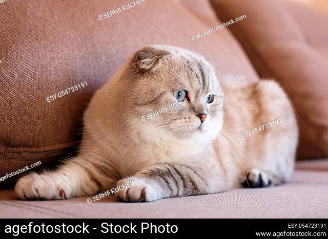 Very beautiful purebred gray cat. Photo causes a smile and positive emotions. Suitable for advertising a pet store or cat food. Scottish breed