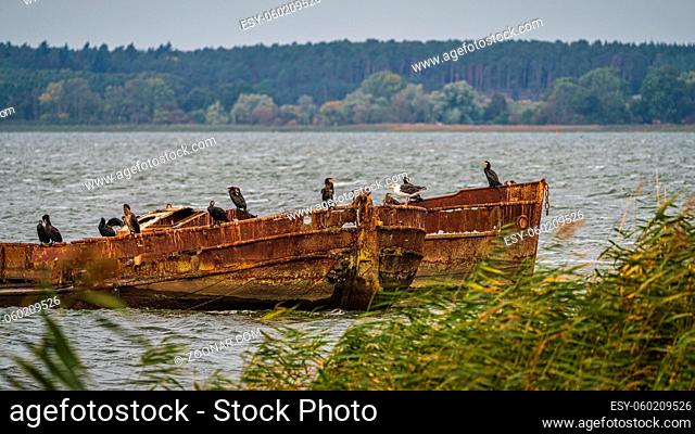 A shipwreck on the Achterwasser coast in Warthe, Mecklenburg-Western Pomerania, Germany