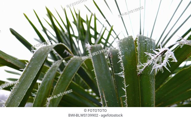 hemp palm Trachycarpus fortunei, in hoar frost