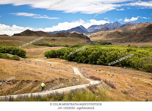 Cycle tourer in Molesworth Station, dry grasslands during summer, blue borrage flowers, NW wind clouds overhead, North Canterbury, New Zealand
