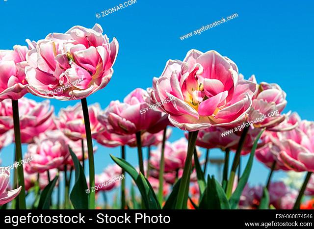 Beautiful white and pink tulips with a yellow heart looking upwards to the sky