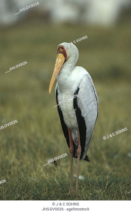 Yellow Billed Stork, Ibis ibis, Lake Nakuru Nationalpark, Kenya, adult