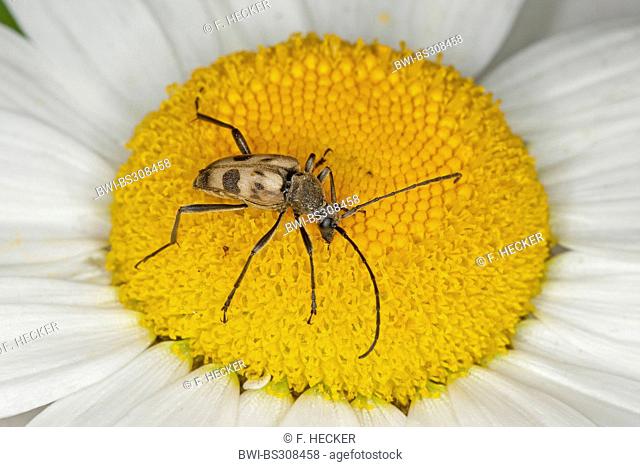 Speckled Longhorn Beetle (Pachytodes cerambyciformis, Judolia cerambyciformis), sitting on a daisy, Germany