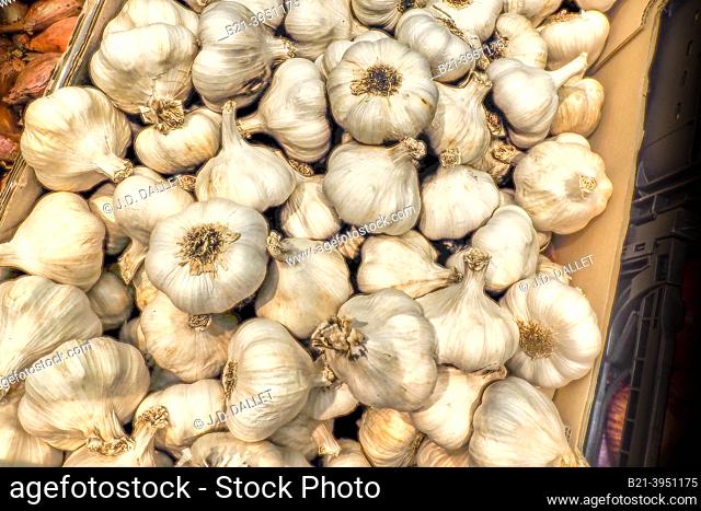 France, Occitanie, Tarn et Garonne, the famed ""white garlic"", at the open aair saturday market, under the XIVc. hall at Beaumont de Lomagne