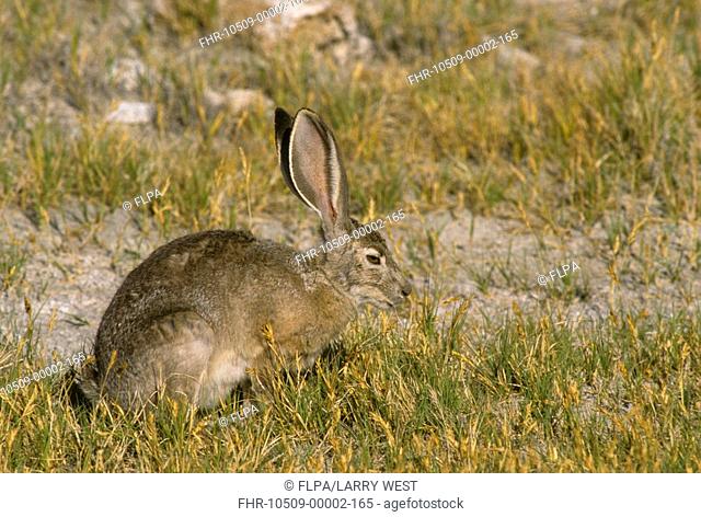 Black-tailed Jack Rabbit Lepus californicus Close-up on grass - California, U S A - July S