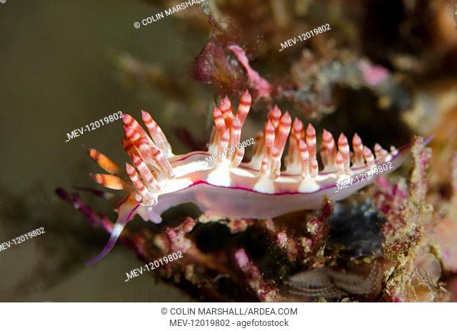 Red-lined Flabellina Nudibranch - Tanjung Tebal dive site, Lembeh Straits, Sulawesi, Indonesia
