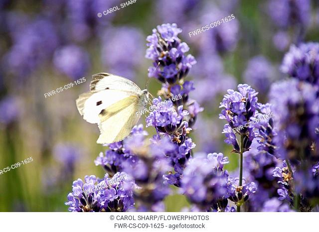 Lavender, Lavandula augustifolia. Spikes of small, purple blue flowers with Large White butterfly, Pieris brassicae in sunlight