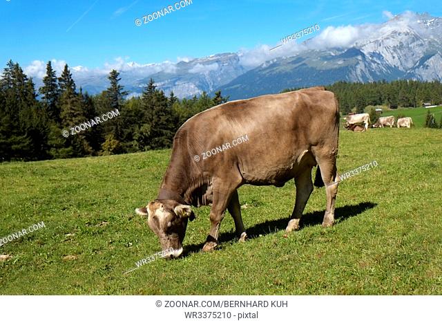 Grasendes Rind mit braunem Fell auf einer Almwiese an einem sonnigen Tag. Querformat. Grazing cattle with brown fur on an alpine meadow on a sunny day