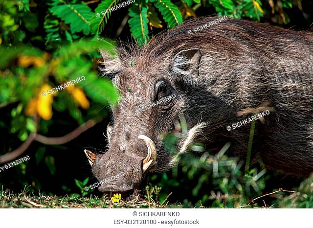 Pork Meat Wilderness (page 3) - Only Creative Stock Images, Photos &  Vectors | agefotostock