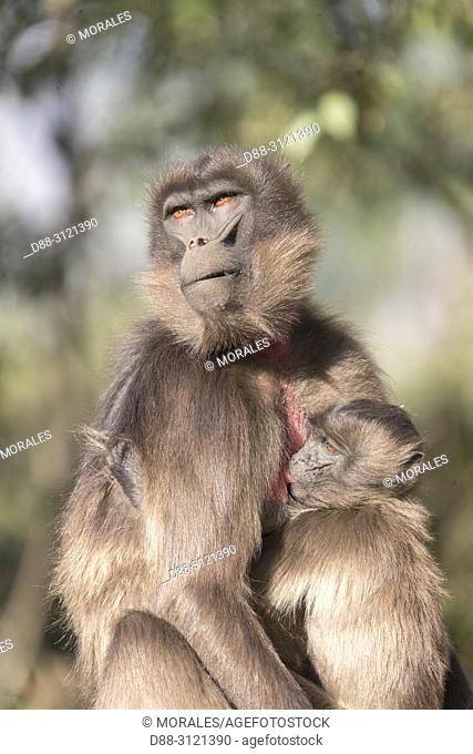 Africa, Ethiopia, Rift Valley, Debre Libanos, Gelada or Gelada baboon (Theropithecus gelada), adult female with a baby