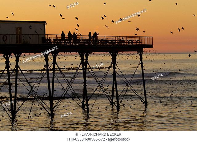 Common Starling (Sturnus vulgaris) flock, in flight, coming into roost over pier, silhouetted at sunset, Royal Pier, Aberystwyth, Ceredigion, Wales, February