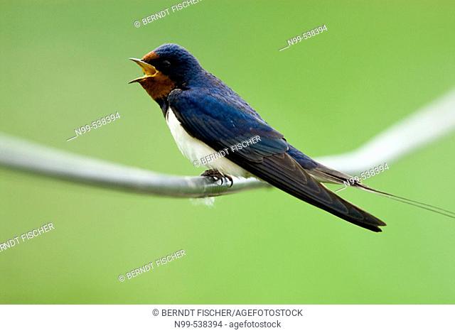 Swallow (Hirundo rustica), sitting on a file and singing, Lake of Neusiedel, National Park, Austria