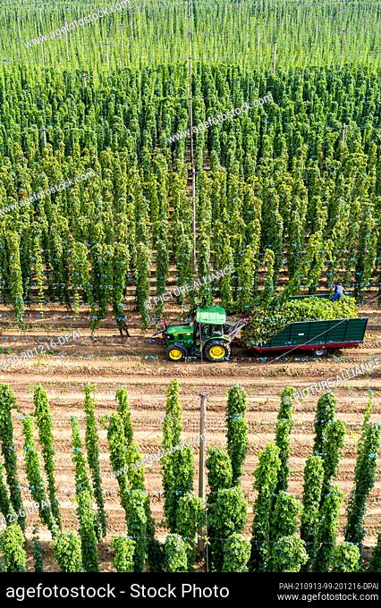 13 September 2021, Saxony-Anhalt, Querfurt: A tractor with a ripper drives through the rows of the hop harvesting centre at Agrargenossenschaft Querfurt