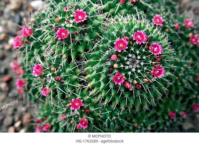 Flowering Cactus close up - 07/05/2006