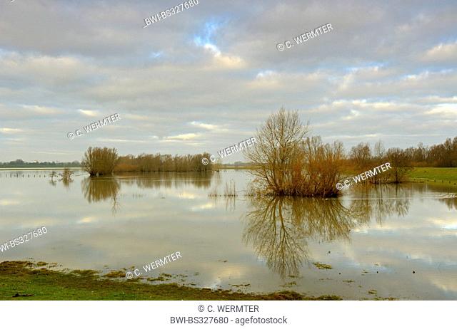 flooded meadows at river Rhine, Germany, North Rhine-Westphalia, Lower Rhine, Rees