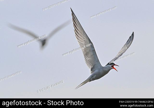 17 May 2023, Brandenburg, Groß Schauen: A Common Tern (Sterna hirundo) flies over the area of Sielmann's Natural Landscape Groß Schauener Seen