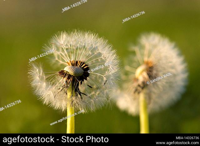 Dandelions, seed heads of dandelion (Taraxacum), Germany