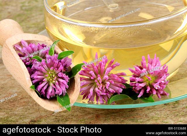 Cup with red clover tea (Trifolium pratense), red clover tea