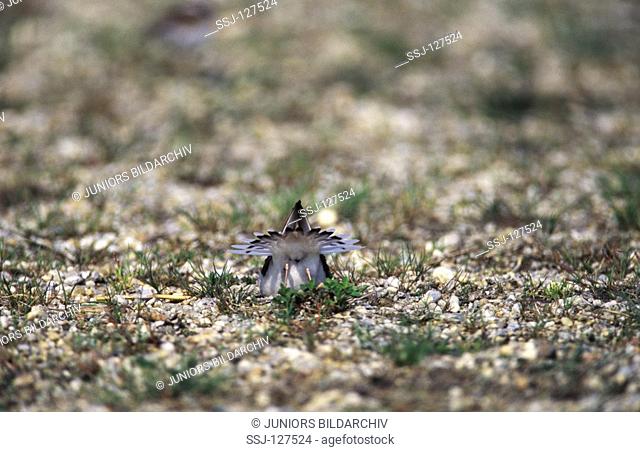 little ringend plover - digging - Charadrius dubius